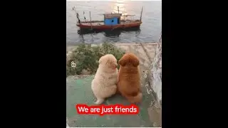So sweet.Those animals' warm and fighting moments