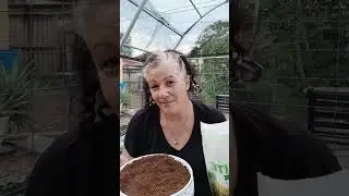 Planting Rainbow Carrots Fall Garden zone 9b How to Plant & Grow #Carrots #fallgarden #frugalliving 