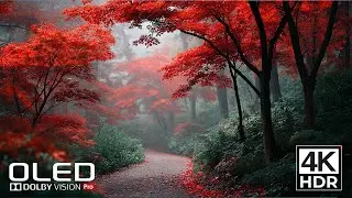 🎬 Mind-Blowing Detail | Real Dolby Vision 4K HDR (60FPS)