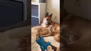 Try Not to Laugh Epic Pets #trynottolaugh #funny #funnypets #pets #shorts #animals #dogs #cats #dog