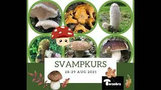 Svampkurs