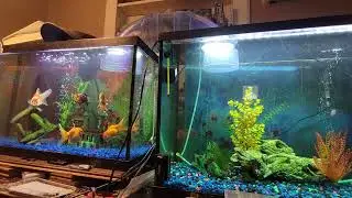 Mean Mr Mustard. Laser pointers and street lights. #fish lose color over time. 