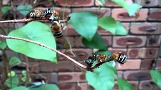 Male Blue Banded Bees roosting (Amegilla cingulata)