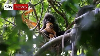Thailand's lockdown measures are helping endangered animals