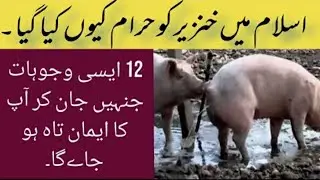 Why pork Meat is Haram in Islam | Why pig meat Haram in Islam | 12 Unknown Facts About Pigs