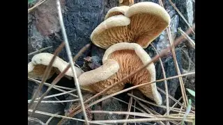 Paxillus panuoides - פטריות יער- שרועית אפרכסית