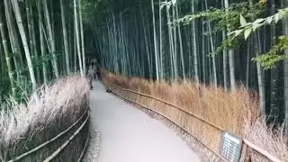 Bamboo Forest | Kyoto, Japan | DJI MAVIC MINI Drone
