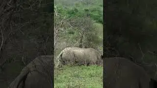 Rhino Conservation: A Balancing Act Between Progress and Peril