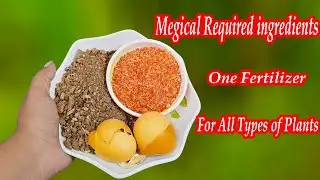 How to make dry compost for plants with some household items || A compost for plant fertility