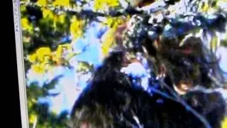 M.K.Davis discusses the Siberian Bigfoot Photos part 2...The beard photo