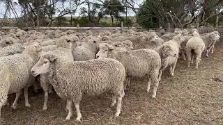 Rising 4year old ewes running with white suffolk rams