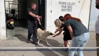 Court sides with Animals In Need Foundation over disputed dog ownership