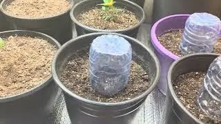INDOOR GROW, BLACK RAINBOW MAC, JONGS SUCKER PUNCH AND SOME NEW AEQUE GENETICS 