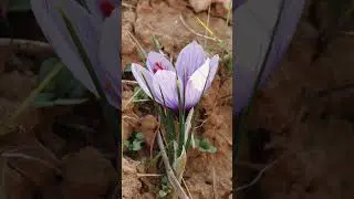 More than 150,000 crocus flowers are essential to produce one kilogram of #Saffron. #Flower #Nature