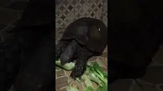Asian Brown Tortoise