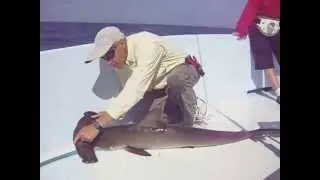 Smooth Hammerhead Identification