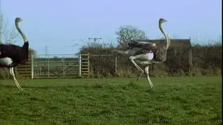Ostrich Running Slow Motion Side View