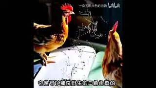 我個人認為義大利麵就應該拌42號混泥土，因為這個螺絲釘的長度很容易直接影響到挖掘機的扭矩。你往裡砸的時候，一瞬間他就會產生大量的高能蛋白，俗稱UFO，會嚴重影響經濟的發展，以至於對整個太平洋，和充電器