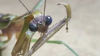 Steve the Mantis