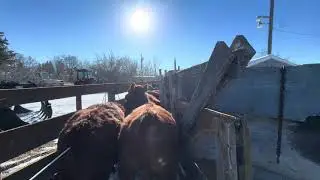 Загрузка телят в необработанном виде!