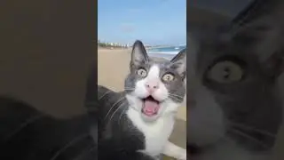 Mi Gato Narigon playero cantando Kokomo 😎😅😂😸 #Happy #HappyTime #Fun #Holiday #Beach #Playa #Funny