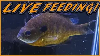 Feeding my BLUEGILL LIVE feeder fish and GHOST SHRIMP!