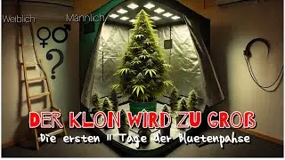 Start der Bl&uuml;tephase. (Stecklinge) Der Klon wird zu Gro&szlig;!(Spider Farmer Setup)  (M&auml;nnlich/Weiblich?)