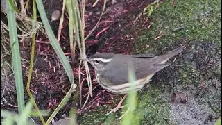 Louisiana Waterthrush Tail-bobbing, foraging and vocalizing - SD - Jan 2026