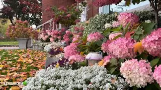 Rusty vibrant colours of flowers before they fade away