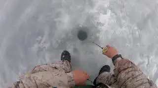Сазан зимой