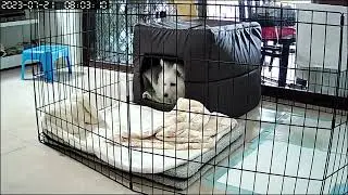 Jessie Baby Puppy dog morning waiting for open cage