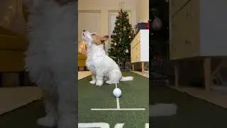 The first stream. Golf Niko