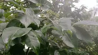 The best bee tree and bee shrub to plant for beekeepers in temperate contiguous USA .