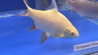 Golden Tinfoil barbs are great for big tanks!