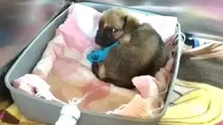 Scared Little Dog In Bad Condition Become Happy Puppy After Rescued