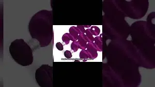Free shipping purple color body wave human hair extensions weft