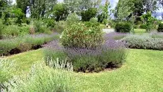 Coltivazioni e campi di lavanda. Festa della lavanda il Lavandeto di Assisi