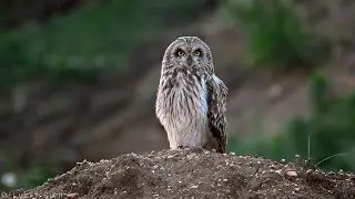 Bird sounds &ndash; Short-eared owl (Asio flammeus)