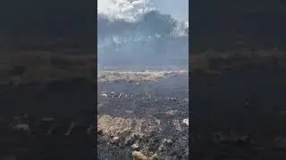 Ruspa caterpillar d5 mxl vs fuoco