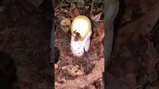 #mushroom #foryou #nature #foodie #food #delicious #cooking #yummy #hunting #hunter #fyp #viral #fry