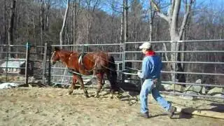 Teaching a beginner to drive using Dr. Cook's bitless driving bridle