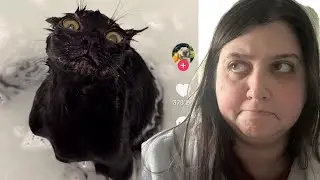 Reacting to Hilarious Dogs & Cats That Never Fail to Make Me Laugh