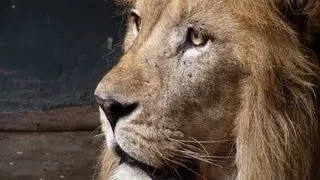 Moroccan zoo is home to last of Atlas lions