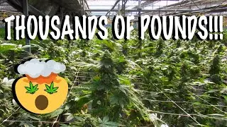 LARGEST CANNABIS FARM IN CA!!!