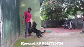 Bark and Hold | Protection Dog Training | Reward K9 Trained