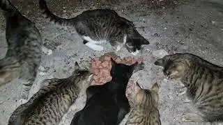 Feeding group of young cats