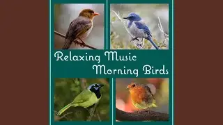 Echo of a Mountain Birds
