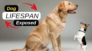 Dog Lifespan Exposed: How Long Do Dogs Actually Live?