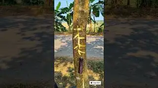 Gum trees juice and craft #shorts #short #viral #satisfying #bamboo1 #bushcraft #craft #reels#trend