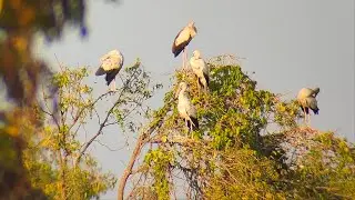 Asian open bill stork.